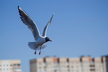 seagulls dancing against the sky