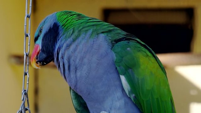 portrait of a colorful exotic parrot sitting on a branch