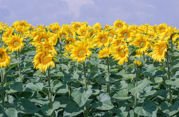 Ripening of sunflowers.  Russia.