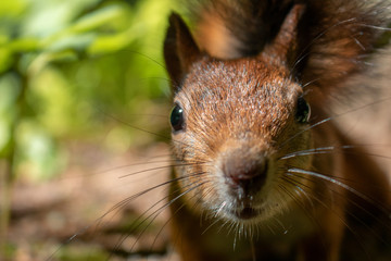 Squirrel looks into the camera closely