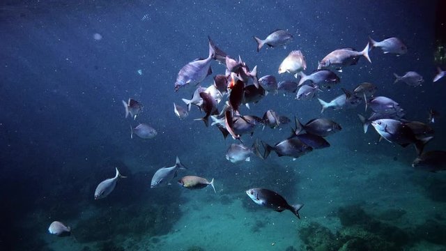 Scenic View Of Reef Fishes Swimming Under The Deep Blue Ocean - underwater