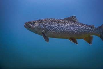 beautiful fish with pattern in blue water of a lake