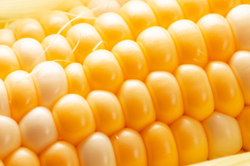 close up of corn ear