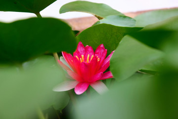 red lotus with abstarct lotus leaves pattern green  background