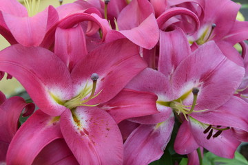 Obraz na płótnie Canvas pink lily closeup