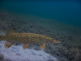 beautiful pike while diving in a lake
