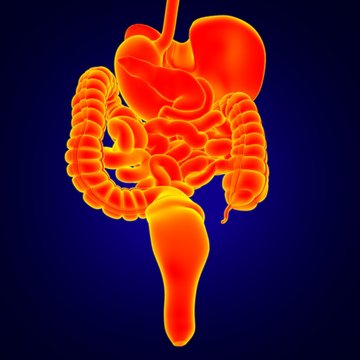 Human Digestive System Anatomy For Medical Concept 3D