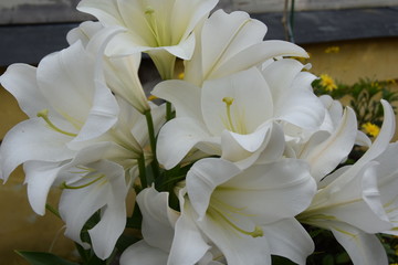 Fototapeta na wymiar bouquet of white lily