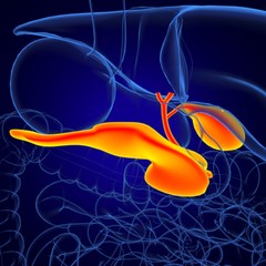 Gall Bladder Human Digestive System Anatomy 3D Rendering