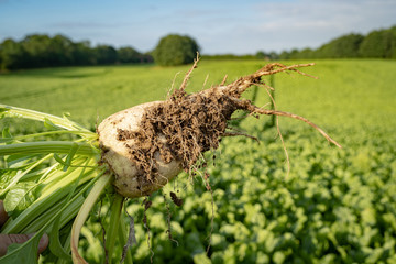 Ackerbau -  hochgehaltene Zuckerrübe vor einem Rübenfeld