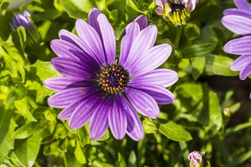 Obraz premium Gorgeous close up view of pink african daisy flower on green background. Beautiful nature backgrounds.