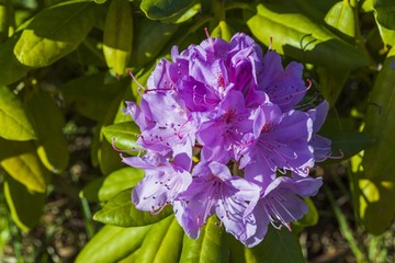 Beautiful macro view of purple bush of rhododendron isolated on a green background. Great natural backgrounds.