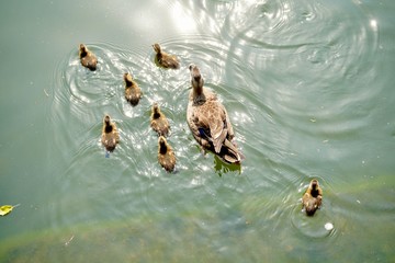 カルガモの親子 © ogawaay