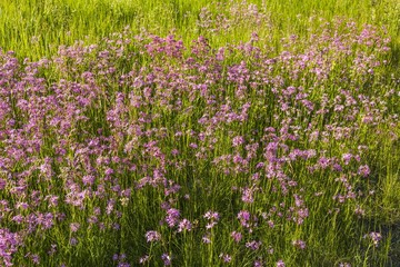 View of purple wildflowers on green meadow. Beautiful summer backgrounds. 