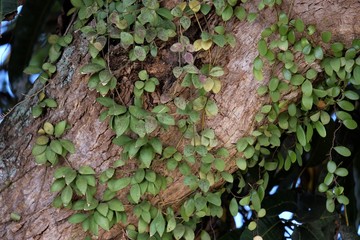 Photo of a climbing plant on a mango tree trunk