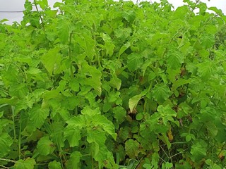 parsley in the garden