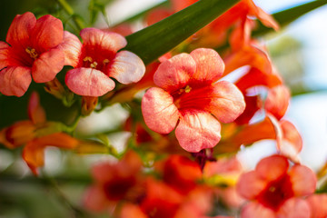 sicilian pastel-red flowers during the sunny afternoon