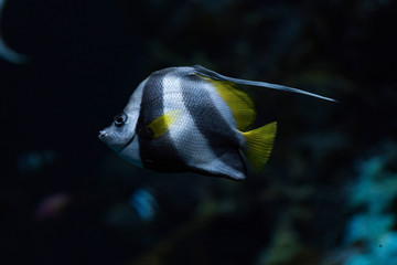sea fish