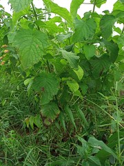 green leaves in a garden
