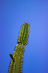 Upwardly growing cactus in the middle of sunny Sicily
