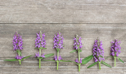 Composition of leaves Betonica officinalis,common names betony, purple betony, isolated on wooden background. Top view, creative flat layout. The concept of summer.Medicinal plants.