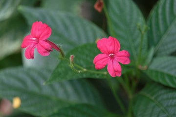Ruellia brevifolia flower or the tropical wild petunia or red Christmas pride, is an ornamental plant in the family Acanthaceae