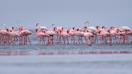 Naklejka premium Flamingos flock walvisbaai Namibia