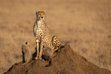 Cheetah mother and her four cubs feeding sitting on a termite mound in Serengeti in Tanzania