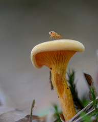 Mushroom macro photo, autumn photography