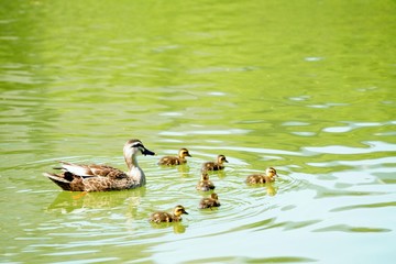 カルガモの親子