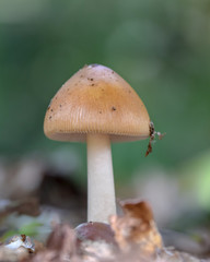 Mushroom macro photo, autumn photography