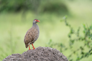 Red-necked spurfowl (Pternistis afer cranchii) horizontal portrait