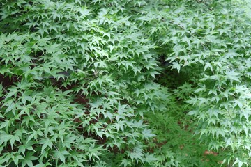 Green maple leaves