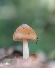 Mushroom macro photo, autumn photography