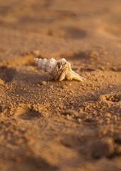 crustacean on the beach