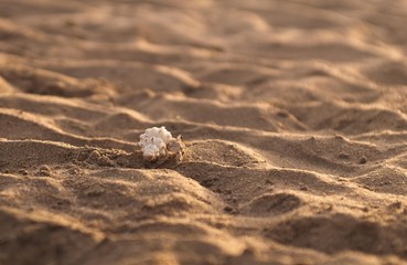 crustacean in seashell on the beach