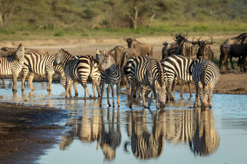 Fototapeta na wymiar Zebra herd standing in river drinking water in Ndutu in Tanzania