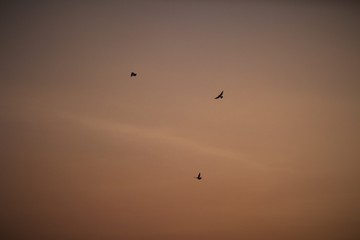 Birds in the sky