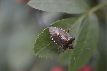 Beetle on a leaf