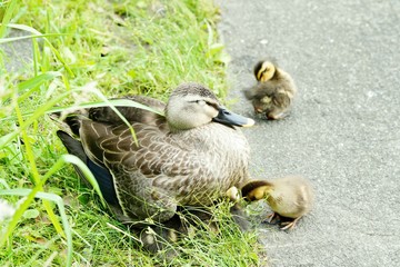 カルガモの親子
