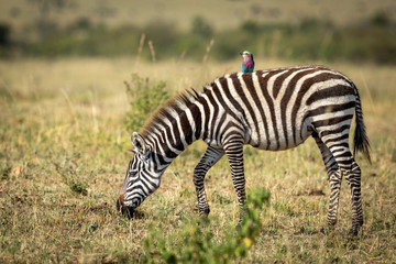 Fototapeta na wymiar Young zebra grazing with a lilac breasted roller on its back in Masai Mara in Kenya
