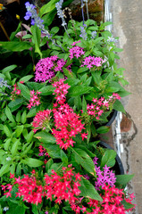Beautiful flowers in Thailand. (63)