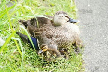 カルガモの親子