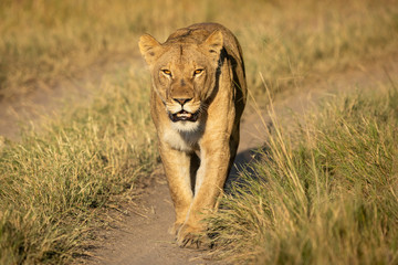 Lioness walking towards camera into sunset in Khwai Okavango in Botswana