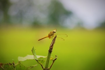 Dragonfly on a leaf