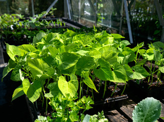 runner Bean seedlings leaves growing in plasric tray in greenhouse for kitchen garden