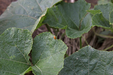 Ladybugs eat pumpkin leaves, focus selective.