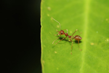 Close up red ant on green leaf in nature at thailand