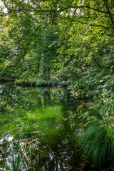 Fototapeta na wymiar Teich im Wald, Bernried, Bayern, Deutschland