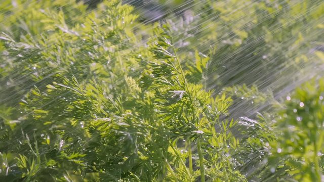 Lots of green kail vegetables on the garden in Estonia.4K